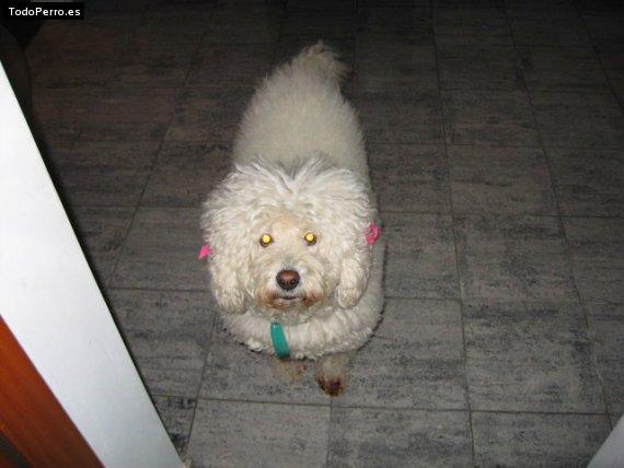 La foto del perro Cindy Foto del perro Cindy