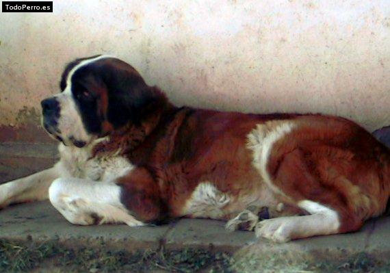Foto del perro Esperanza