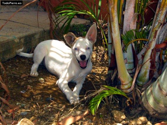 Foto del perro Aurelia