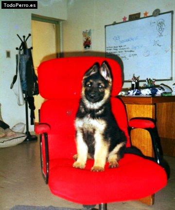 Foto del perro Bud