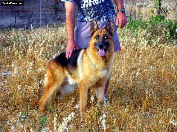 Foto del perro Brasko