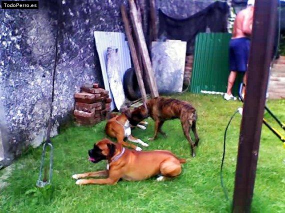 Foto del perro Raff