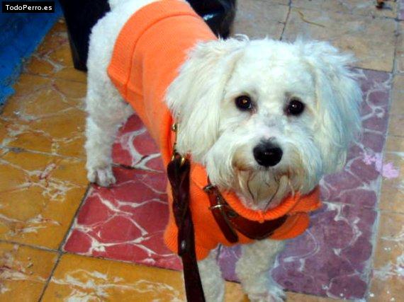 Foto del perro Balon