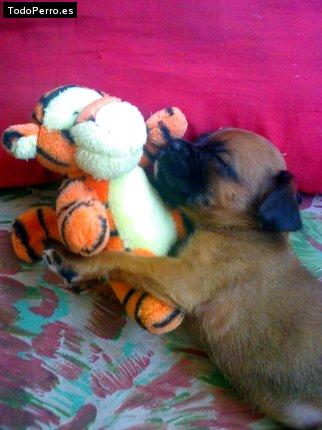 Foto del perro Taty