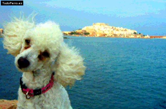 Foto del perro Mimi