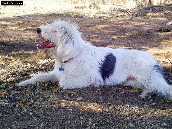 Foto del perro Viejo