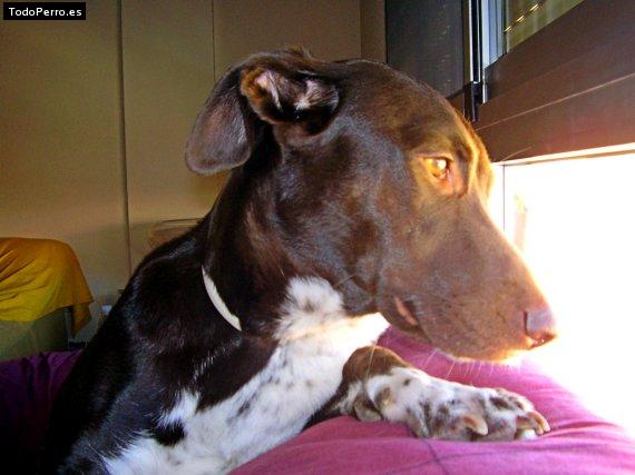 Foto del perro Nika
