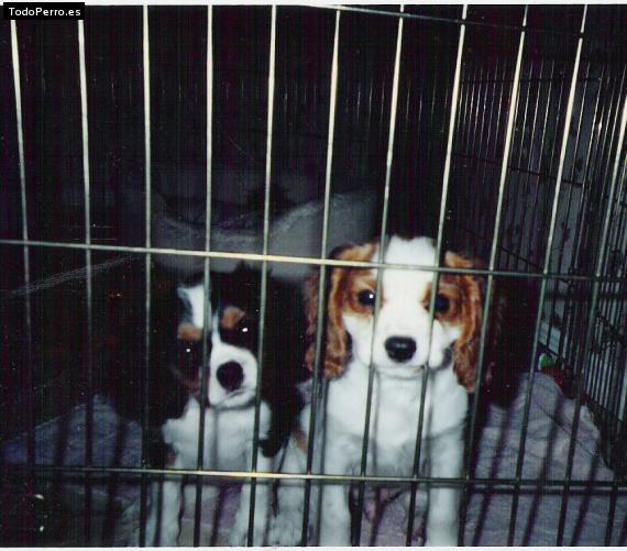 Foto del perro Mali y oliver