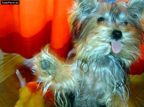 Foto del perro Sira