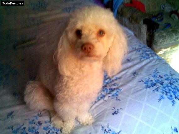 La foto del perro Chester Foto del perro Chester