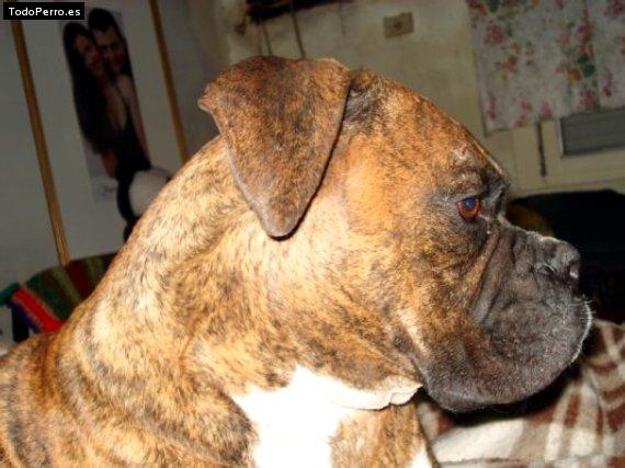 Foto del perro Tigre