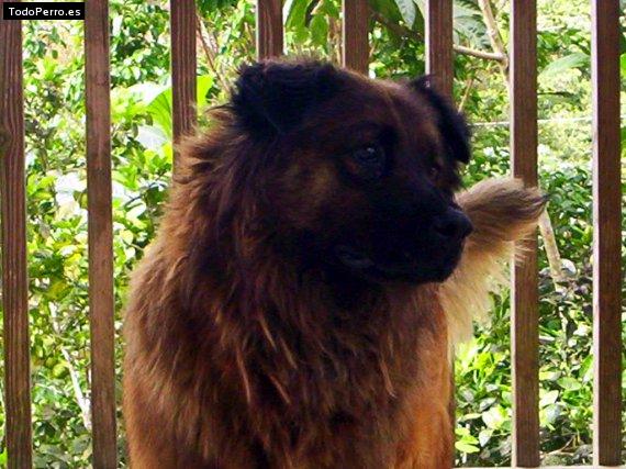 Foto del perro Peluche