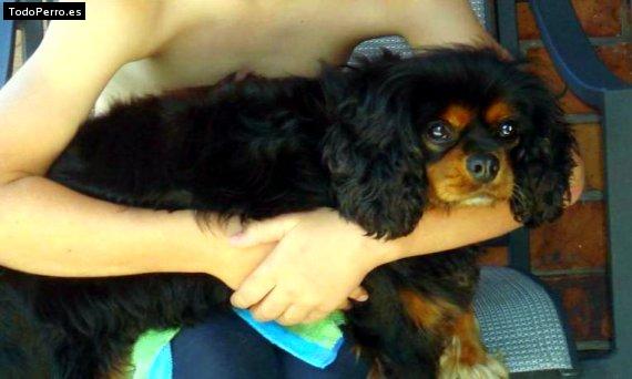 Foto del perro Tuffy