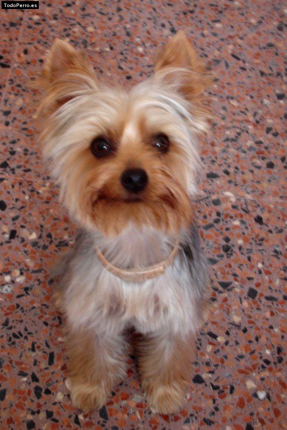 Foto del perro Noa