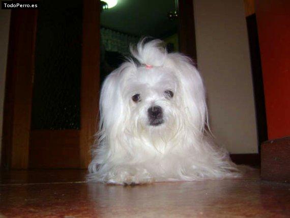 Foto del perro Michelle