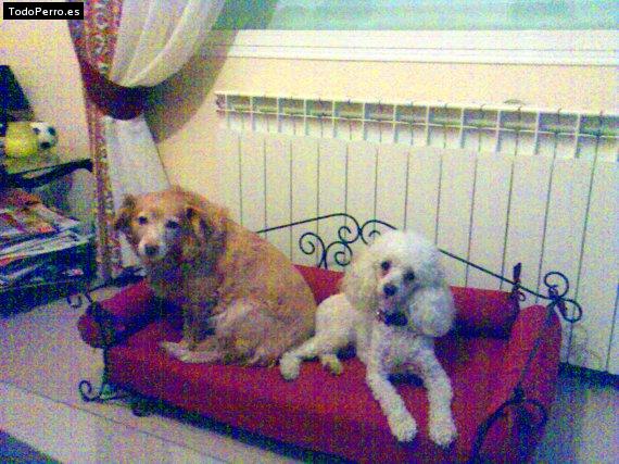 Foto del perro Betty y mimi