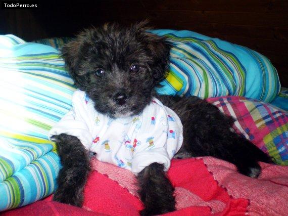 Foto del perro Martin
