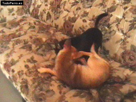 Foto del perro Reyna