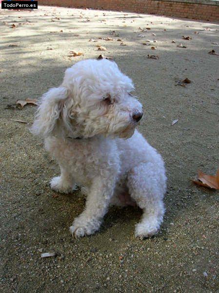 Foto del perro Mery