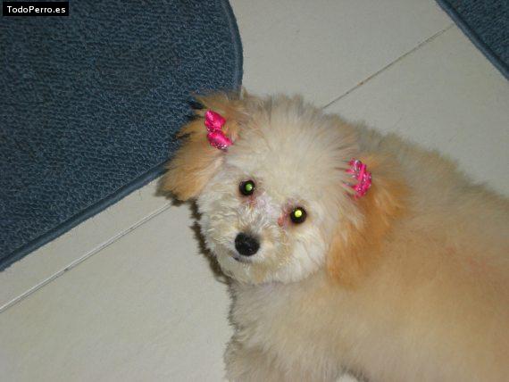 Foto del perro Mopy