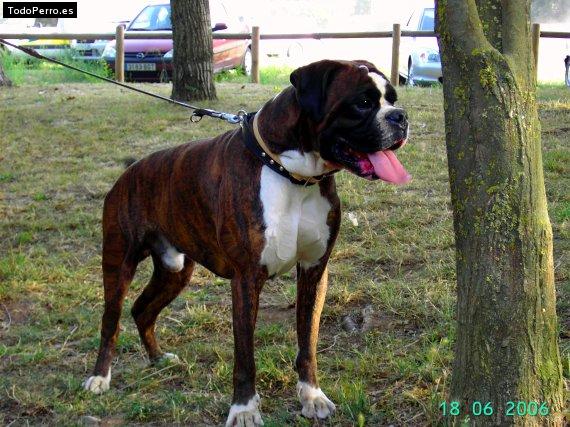 Foto del perro Bosco