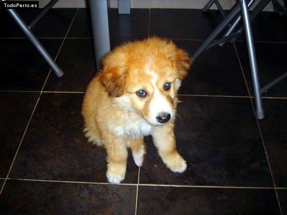 Foto del perro Ira