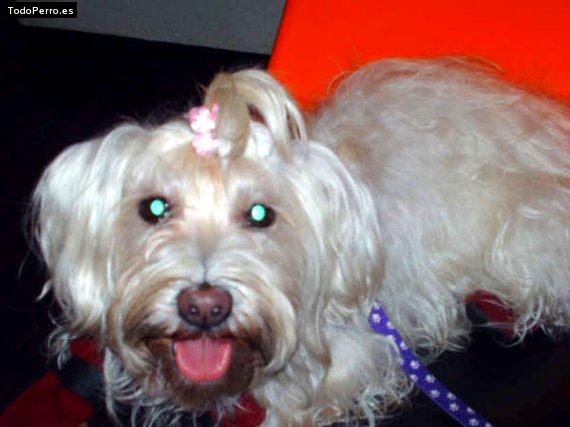 Foto del perro Coky