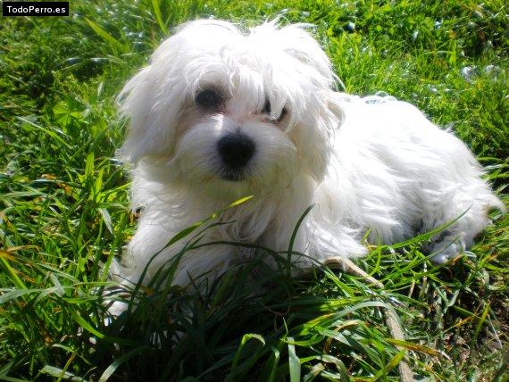 Foto del perro Chiska