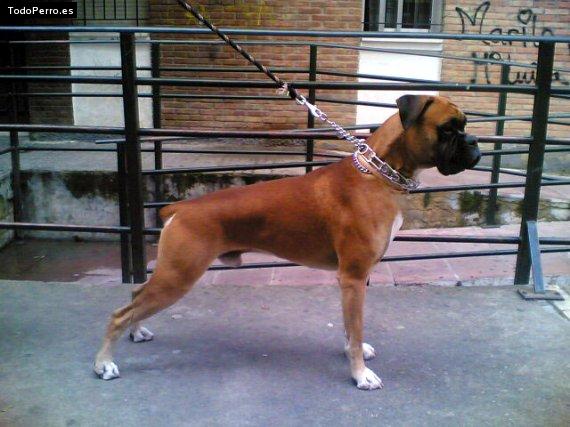 Foto del perro Byron