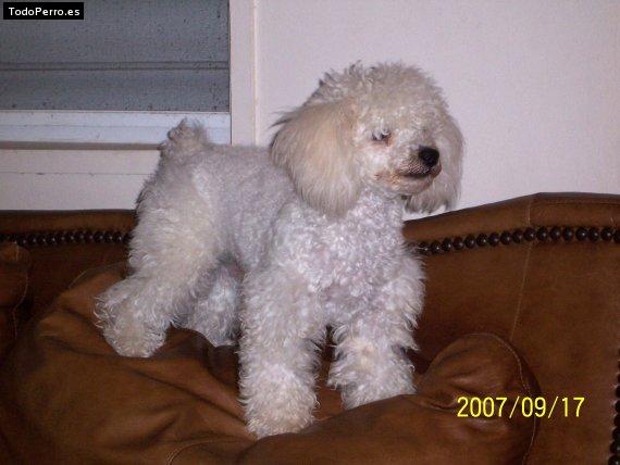 Foto del perro Snoopy
