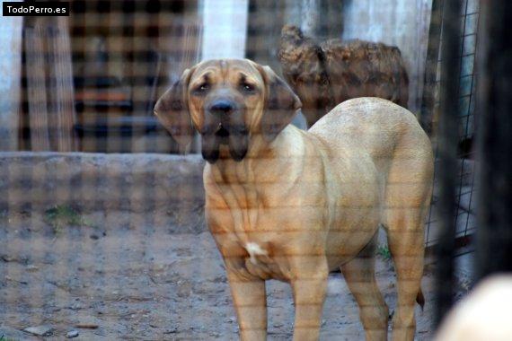 Foto del perro Fiona