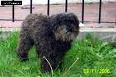 Foto del perro Towy 
