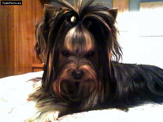 Foto del perro Bianca