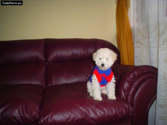 La foto del perro Jabibi Foto del perro Jabibi