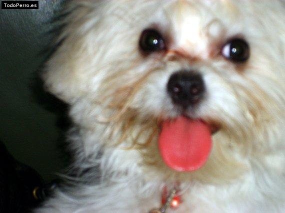 Foto del perro Renata