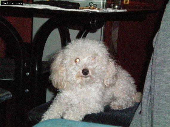 Foto del perro Buddy