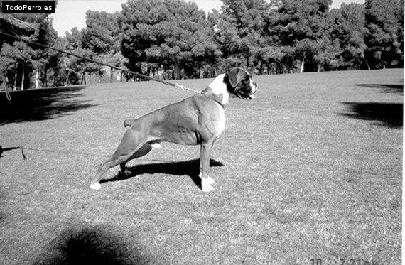 Foto del perro Apolo