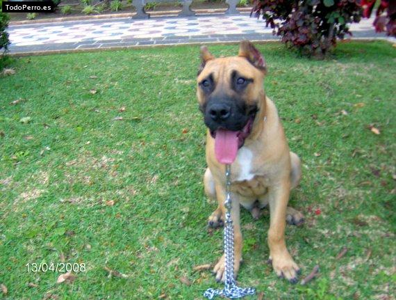 Foto del perro Guanche