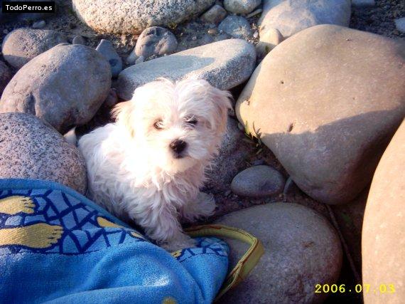 Foto del perro Sira
