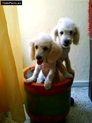 La foto del perro Charlotte y cherriel Foto del perro Charlotte y cherriel