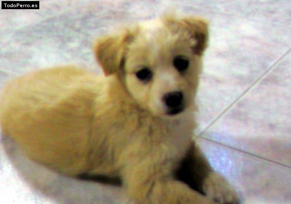 Foto del perro Becky