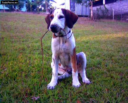 Foto del perro Totty