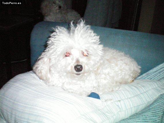 La foto del perro Chelsy Foto del perro Chelsy