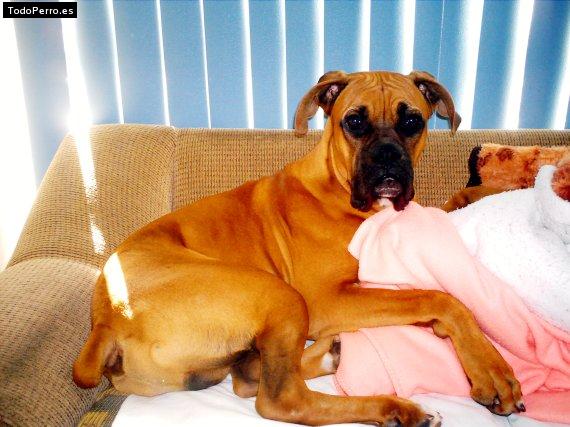 Foto del perro Nemo