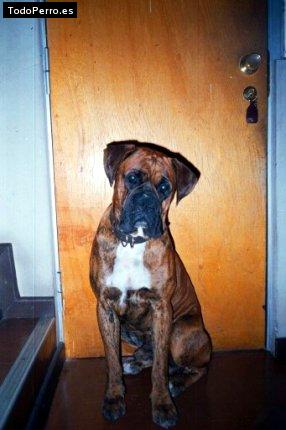 Foto del perro Boris