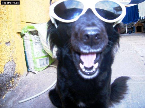 Foto del perro Negra