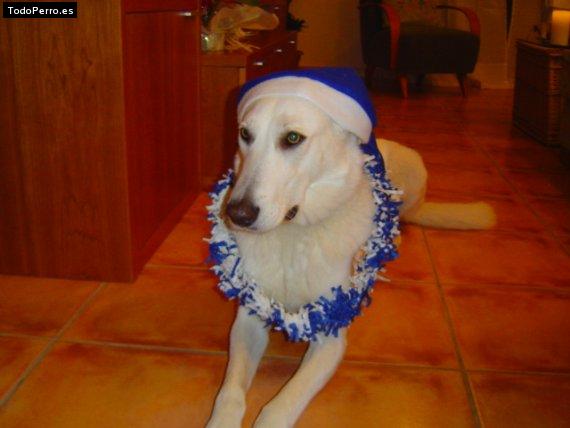 Foto del perro Blanca