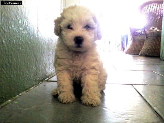 Foto del perro Susy 