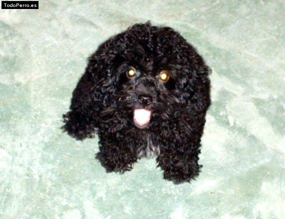 Foto del perro Brucer