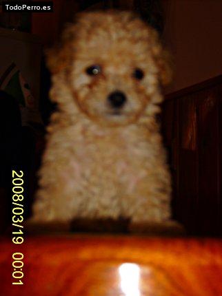 La foto del perro Catalina Foto del perro Catalina